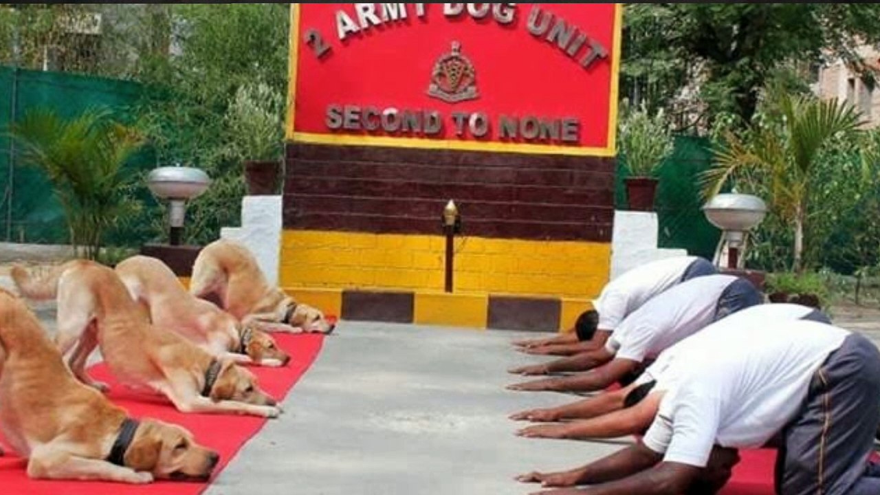 पीएम मोदी ने मन की बात में किया सोफी, रॉकी और विदा का जिक्र, जानिए क्यों की इनकी तारीफ