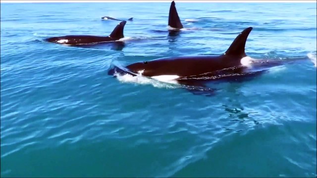 Quand 10 orques suivent un jet ski de très près... Inquiétant