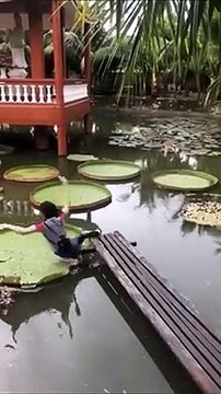 Elle veut marcher sur un nénuphar géant... Mauvaise idée