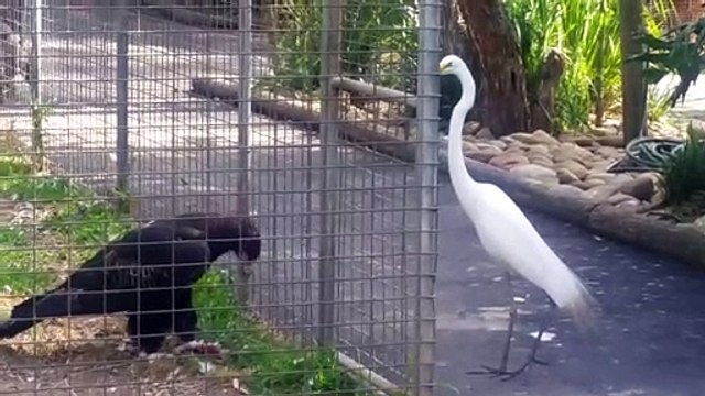 Ce rapace très intelligent attire un autre oiseau puis l'attrape