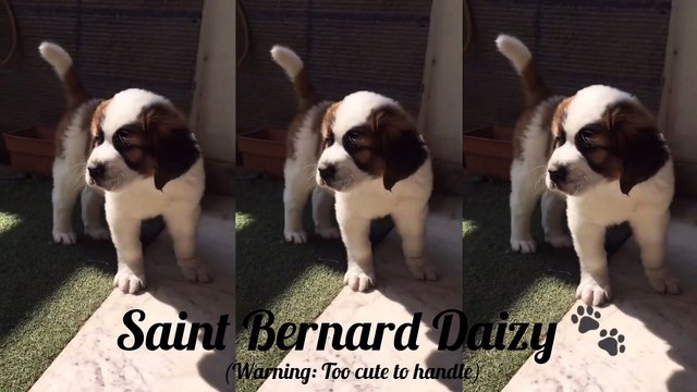PUPPY CLIMBS STAIRS FOR THE FIRST TIME | 2 MONTHS OLD | SAINT BERNARD | FLUFF BALL