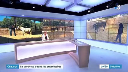 Chevaux : la psychose gagne les propriétaires
