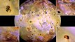 Jupiter's Ocean and Magma Moons Cause Tides on Earth Other