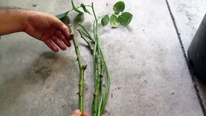 Como Enraizar Rosales |Plantas de Rosas|