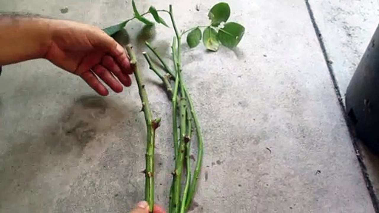 Como Enraizar Rosales |Plantas de Rosas|