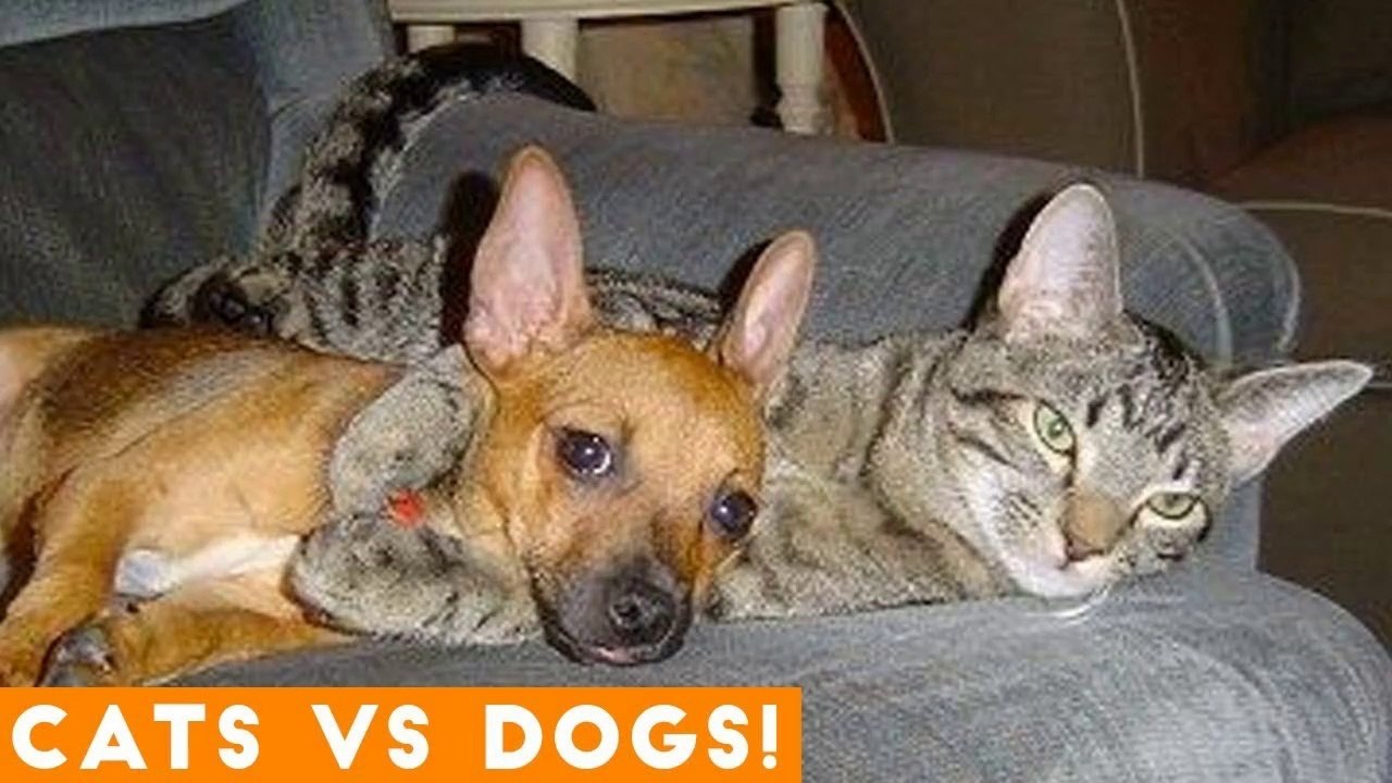 The Funniest Dogs Vs. Cats Compilation 2018_ Funny Pet Videos
