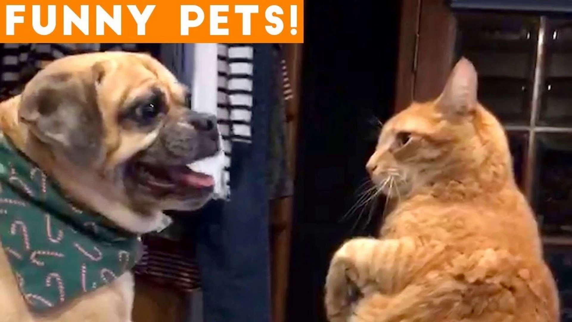 ⁣Funniest Pets of the Week Compilation February 2018 _ Funny Pet Videos