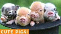 New Ultimate Cute Mini Pigs & Micro Pigs Compilation 2018 _ Try Not to Laugh Funny Pet Videos FPV