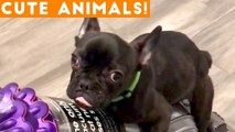 Best Cute Pets of the Week Compilation ft. Dogs & Cats _ Try Not to Laugh Funny Pet Videos FPV 2018