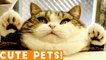 Best Cute Pets of the Week Compilation ft. Dogs & Cats _ Try Not to Laugh Funny Pet Videos FPV 2018