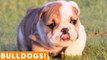 The Funniest English & French Bulldogs Doggo Videos of March 2018 _ Funny Pet Videos FPV!