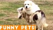 Funniest Pets of the Week Compilation March 2018 _ Funny Pet Videos