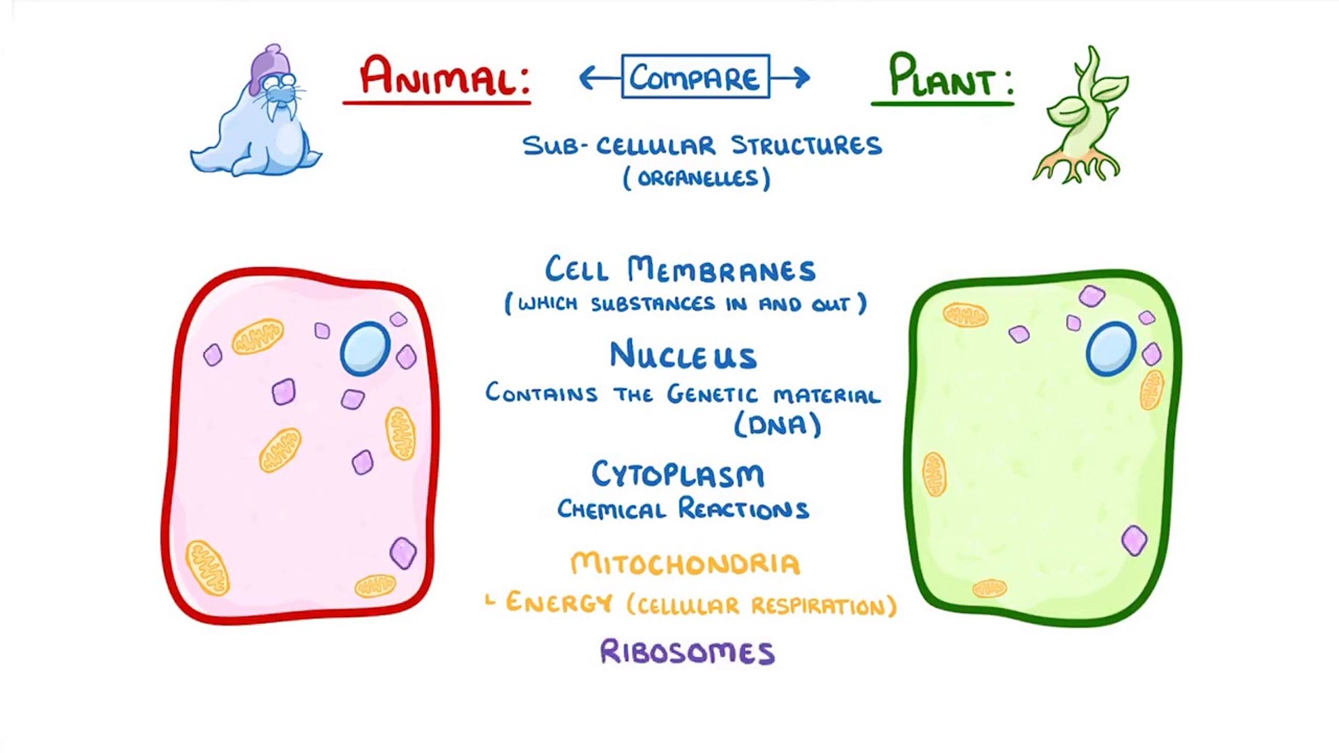 ⁣Biology - Cell Types and Cell Structure