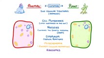 Biology - Cell Types and Cell Structure #1