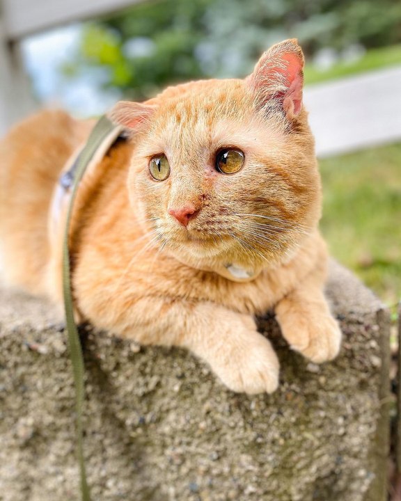 La increíble transformación de un gato después de ser adoptado conmueve en redes sociales