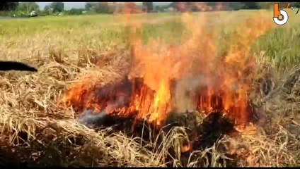 DISERANG HAMA WERENG RATUSAN HEKTAR TANAMAN PADI DIBAKAR