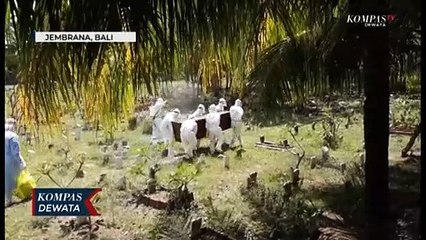 Proses Pemakaman Jenazah Covid19, Dengan APD Lengkap