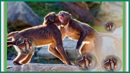 Discover the Fascinating World of Baboons 🐒