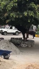 संभल: कोतवाली में घुसी भैंस, दारोग़ा को उठाकर पटका