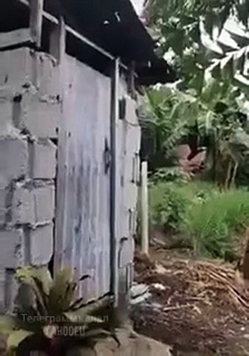 Funny video