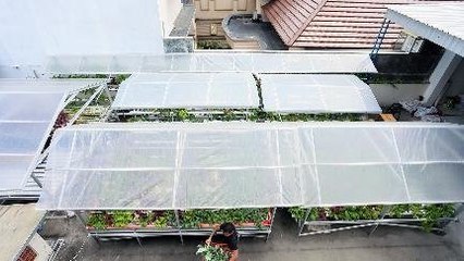 Panen Sayuran di Atap Rumah, Solusi Gabut di Rumah Aja