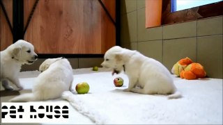 Labrador the world cutest dog and funny videos shot