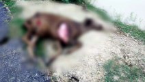इटावा: सड़क किनारे मृत अवस्था में पड़ी गाय, गोशाला होने के बावजूद भी भटकने पर मजबुर