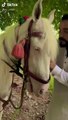 Ertugrul Ghazi | Pakistani Boy Having Looks of Ertugrul | Viral Videos on Tiktok