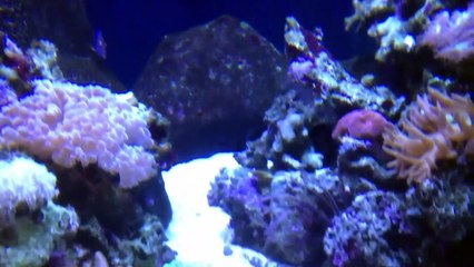 Coral garden