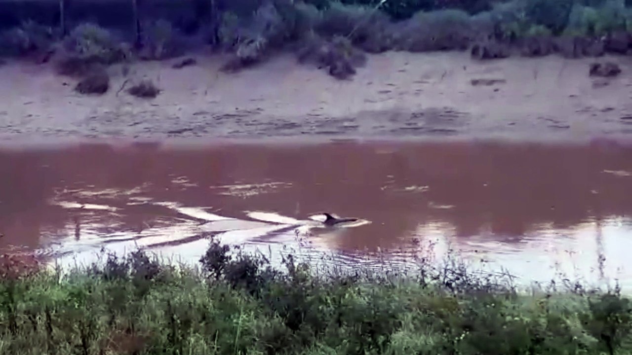 river dolphin