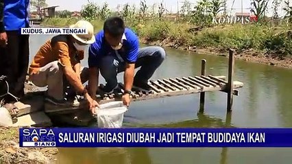 Saluran Irigasi Diubah Jadi Tempat Budidaya Ikan