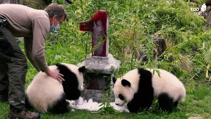 Berliner Panda-Zwillinge feiern ersten Geburtstag