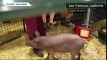 Elon Musk's Neuralink venture unveils pig with computer chip in brain