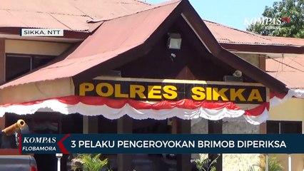 3 Pelaku Pengeroyokan Anggota Brimob Maumere Diperiksa
