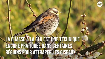 Le gouvernement interdit la chasse à la glu mais uniquement cette année