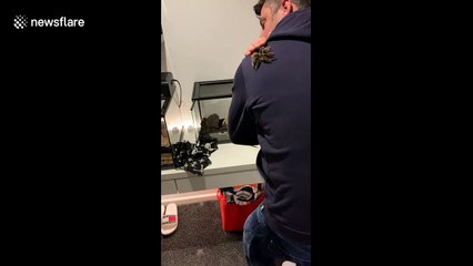 Family goes into understandable meltdown when pet tarantula escapes cage