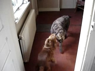 Octave vs Achille