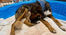 Après avoir perdu sa portée de chiots, une chienne errante adopte un trio de chatons orphelins