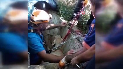 Su kuyusuna düşen koyun, AFAD ekiplerince kurtarıldı