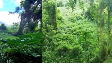 A VENDRE TERRAIN DE 4530M2 A PAOPAO-MOOREA