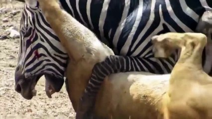 الحمار الوحشي يهزم ملك الغابة بالضربة القاضية