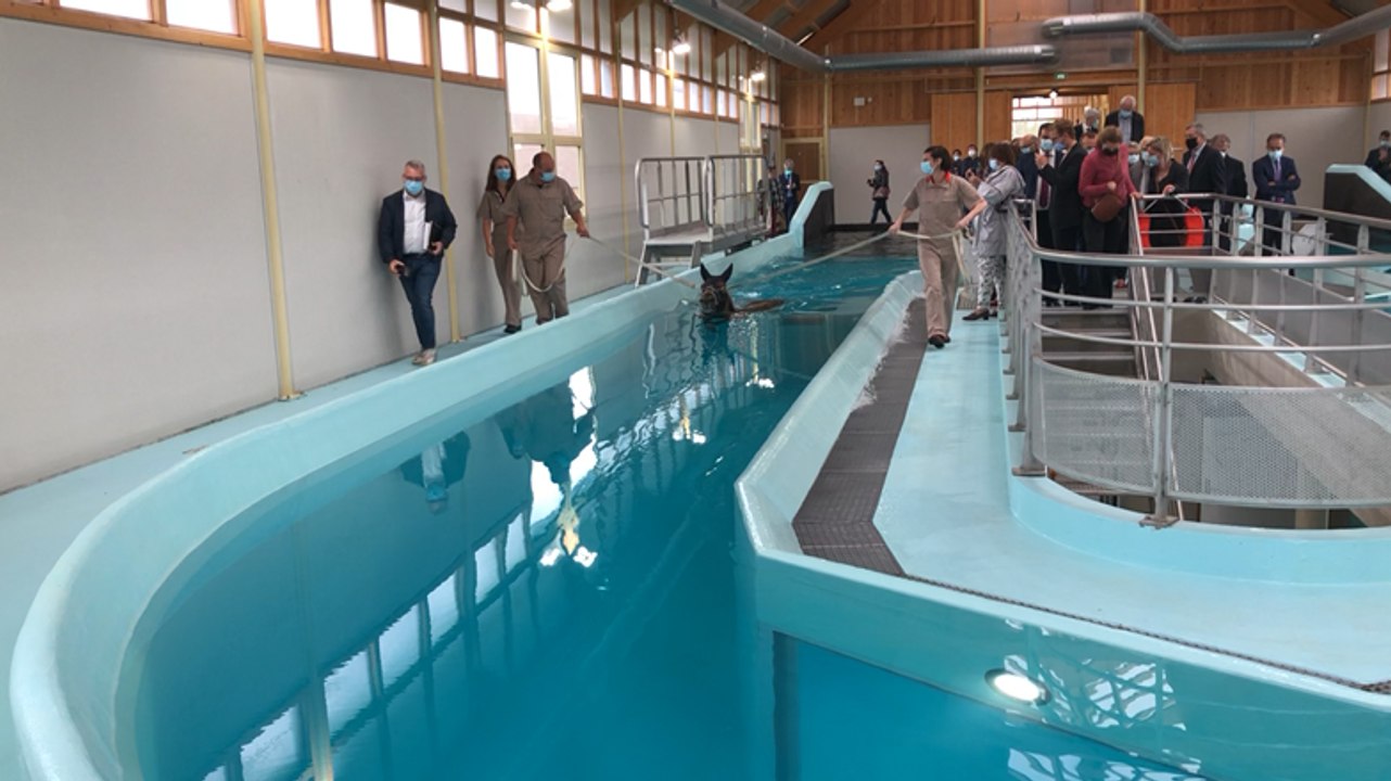 La thalasso pour les chevaux en Normandie