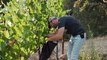 California winemakers are racing to salvage their grape harvests before wildfires destroy them