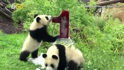The Big One! Twin Panda Cubs Celebrate 1st Birthday at Berlin Zoo!