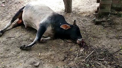 फतेहपुर में गौवंश की हत्या करने का मामला आया सामने