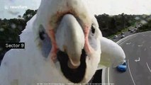 Wild parrot checks its reflection on motorway camera in Australia