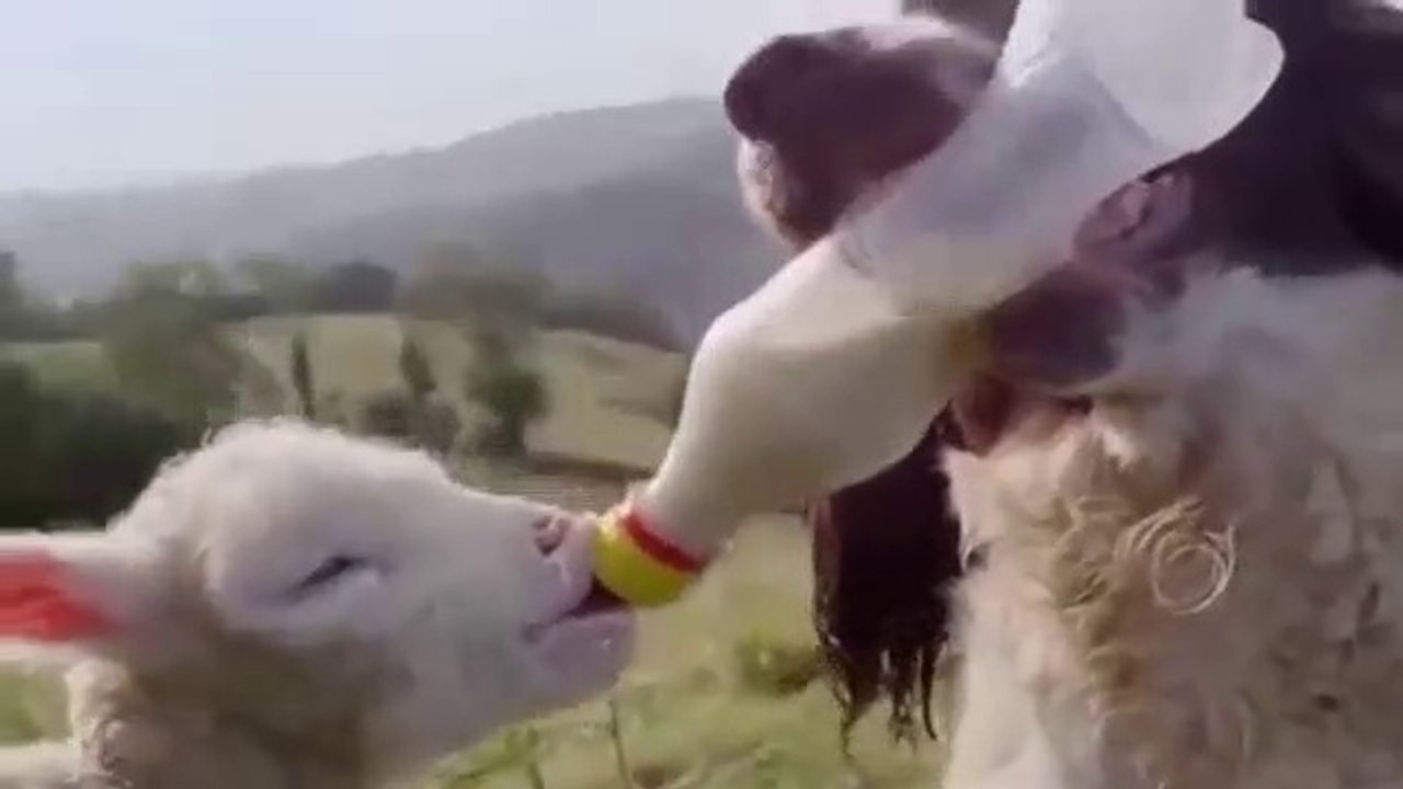 كلبة ترضع خروف صغير & ودب ينقذ طائرا من الموت & وقطة تنقذ سمكة من الموت - سبحان الله العظيم A dog sucks a small sheep, a bear rescues a bird from death, and a cat rescues a fish from death - Glory be to God Almighty