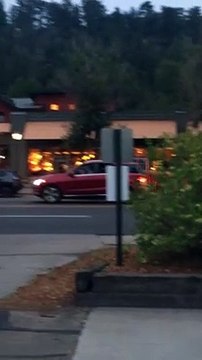 Couple of Elk in Estes Park