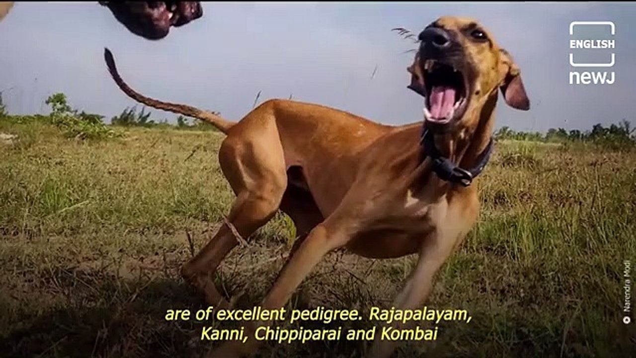 All About The Various Indian Dog Breeds That PM Modi Spoke About In His 'Mann Ki Baat' Speech