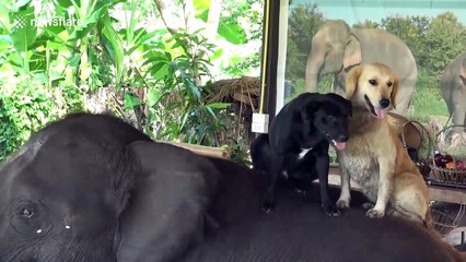 Orphaned elephant lets two rescue dogs ride on her back